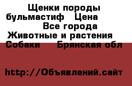 Щенки породы бульмастиф › Цена ­ 25 000 - Все города Животные и растения » Собаки   . Брянская обл.